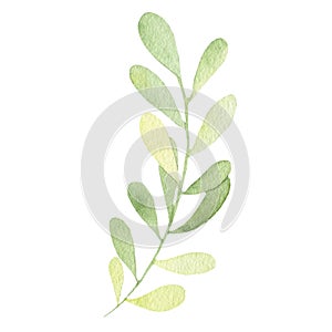 Watercolor hand painted green leaf isolated on white background