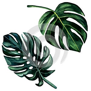2 Watercolor hand painted green leaves of monstera. Watercolor isolated elements on white background. Tropical illustration for