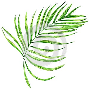 Watercolor hand painted green tropical leaves, tropic plant, palm leaf, monstera, banana tree leaves isolated on white