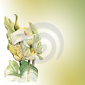 Watercolor hand painted illustration with callas in gentle tone.