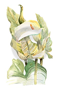 Watercolor hand painted illustration with callas in gentle tone.