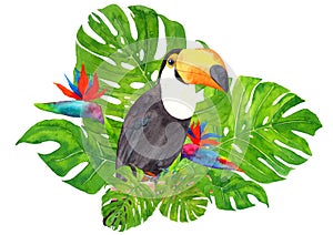 Watercolor hand painted illustration with Toucan Ramphastos toco parrot sitting on tree branch in tropical monstera leaves and c