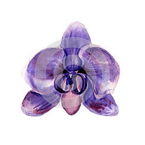 Watercolor hand painted illustrtion of violet orchid flower.