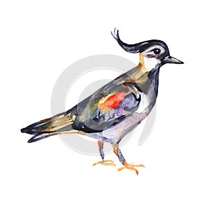 Watercolor hand painted lapwing bird for your creative space ,for books illustration or cards. Colorful image isolated photo