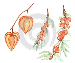 Watercolor hand painted nature autumn garden plants set composition with orange physalis fruit and sea buckthorn berries on branch