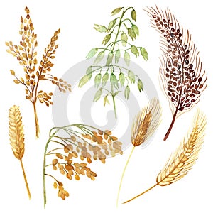 Watercolor hand painted nature field plants set with yellow, green and  wheat, oats, barley, millet grain cereals collection