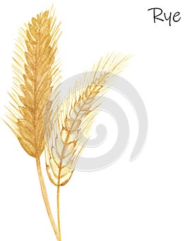 Watercolor hand painted nature fields cereals composition with yellow rye two grain ear branches bouquet and rye text