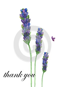 Watercolor hand painted nature floral composition with purple lavender blossom flowers on green stem and petal