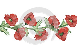 Watercolor hand painted nature floral composition with red poppy flowers on green stem and leaves bouquet banner line on the white