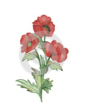 Watercolor hand painted nature floral composition with red poppy wild flowers on green branches with leaves bouquet on the white b