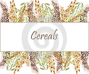 Watercolor hand painted nature grain fields border banner frame with golden, brown and green cereal branches bouquet on the white