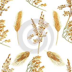 Watercolor hand painted nature grain fields seamless pattern with golden and green rye ears and cereal branches isolated on the wh