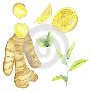 Watercolor hand painted nature healthy set composition with yellow ginger root and slices, green tea stem and leaves, lemon citrus