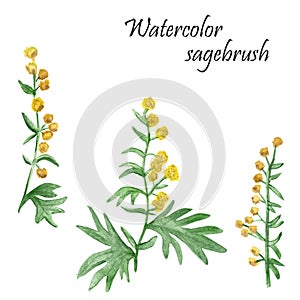 Watercolor hand painted nature herbal plant set with yellow flowers wormwood on green stem with leaves , three sagebrush branches
