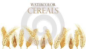 Watercolor hand painted nature organic banner composition  with golden yellow field spikes of rye, grain cereals