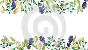 Watercolor hand painted nature provence border banner composition with purple lavender blossom flowers, green olives and white ber