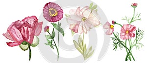 Watercolor hand painted nature romantic floral set composition with different four pion, zinnia and loach flowers