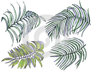 Watercolor hand painted nature tropical plants set with four different palm leaves collection isolated on the white background for