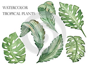 Watercolor hand painted nature tropical set composition with green palm monstera leaves collection