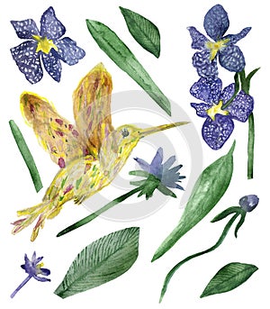 Watercolor hand painted purple flowers and buds of an orchid and hummingbird bird isolated on a white background