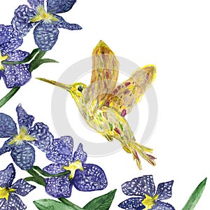 Watercolor hand painted purple flowers and buds of an orchid and hummingbird bird isolated on a white background
