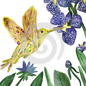 Watercolor hand painted purple flowers and buds of an orchid and hummingbird bird  on a white background