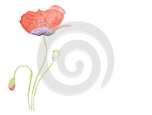Watercolor hand painted red poppy isolated on white background