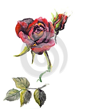 Watercolor hand painted red rose flower botanical illustration