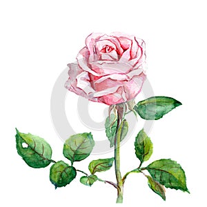 Watercolor hand painted rose flower botanical illustration