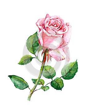 Watercolor hand painted rose flower botanical illustration