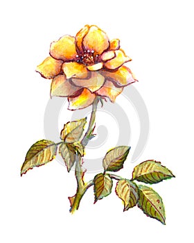 Watercolor hand painted rose flower botanical illustration