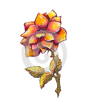 Watercolor hand painted rose flower botanical illustration