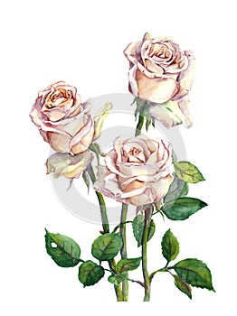 Watercolor hand painted rose flower bouquet botanical illustration