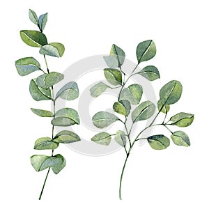 Watercolor hand painted silver dollar eucalyptus set. Frolar branches and leaves isolated on white background.