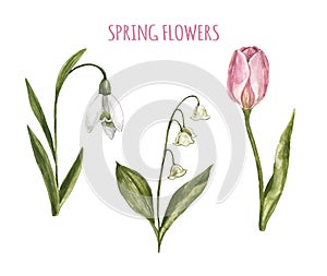 Watercolor hand painted spring flowers in bloom. Snowdrop, tulip flower, Lily of the valley, isolated. Botanical illustration