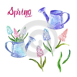 Watercolor hand painted spring flowers set with pink and blue muscari and vintage watering can isolated