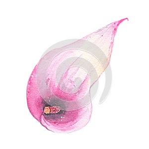 Watercolor hand painted tropical flower pink calla lily isolated on white background