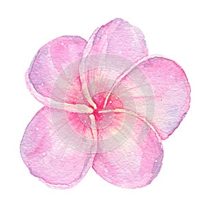 Watercolor hand painted tropical flower pink frangipani isolated on white background