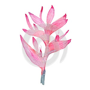 Watercolor hand painted tropical flower pink heliconia isolated on white background