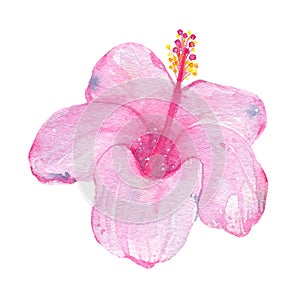 Watercolor hand painted tropical flower pink hibiscus isolated on white background