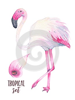 Watercolor hand painted tropical pink flamingo and calla lily flower isolated on white background