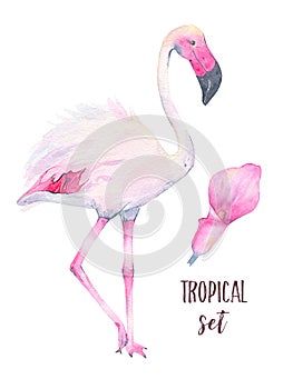 Watercolor hand painted tropical pink flamingo and calla lily flower isolated on white background