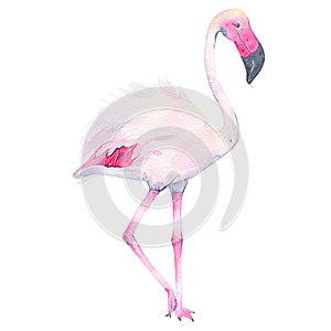 Watercolor hand painted tropical pink flamingo isolated on white background