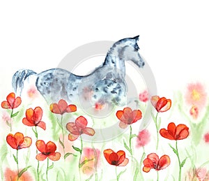 Watercolor hand painting dapple grey arabian horse in red poppies meadow flowers on white.