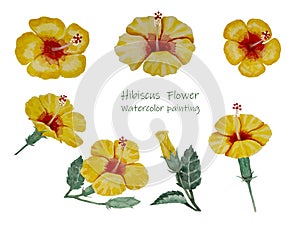 Watercolor hand painting, illustration floral of Yellow hibiscus flowers blooming with bud flower and green leaves, isolated