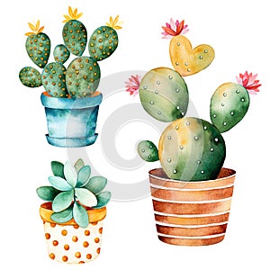Watercolor handpainted cactus plant and succulent plant in pot.