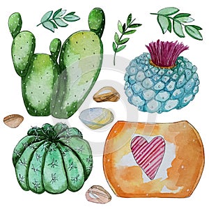 Watercolor handpainted set of cactus plant