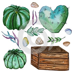 Watercolor handpainted set of cactus plant
