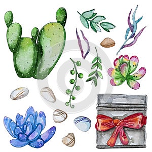 Watercolor handpainted set of cactus plant