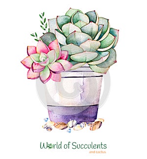 Watercolor handpainted succulent plant in pot and pebble stone. photo